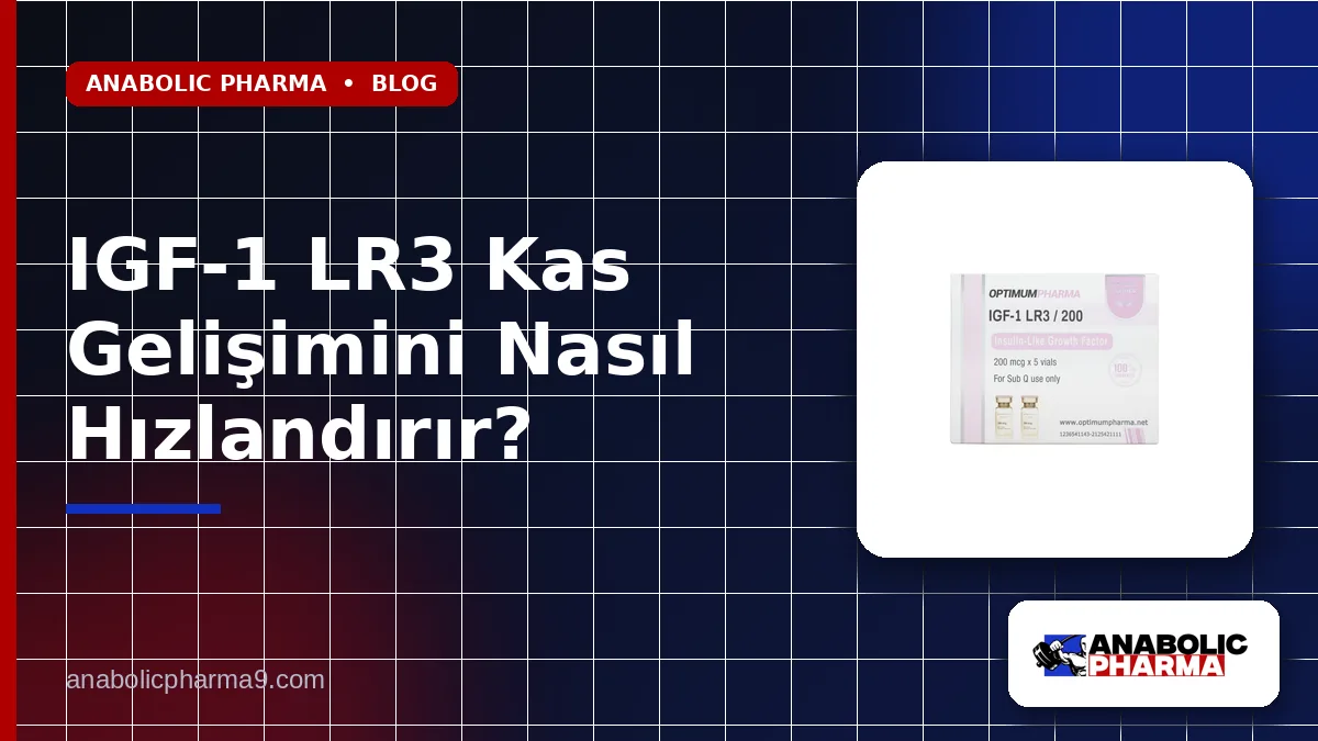 IGF-1 LR3 Kas Gelişimini Nasıl Hızlandırır?